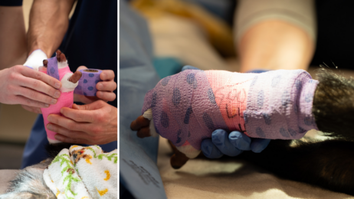 Wichita doctors teamed up to help mend 2-year-old chimpanzee